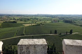Lugana wine vineyards