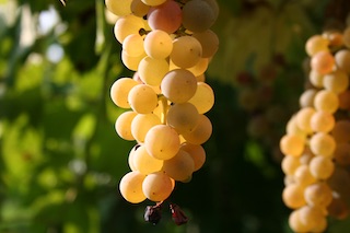 Garganega grapes, Soave