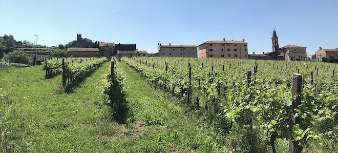 vineyards, on the background the castle